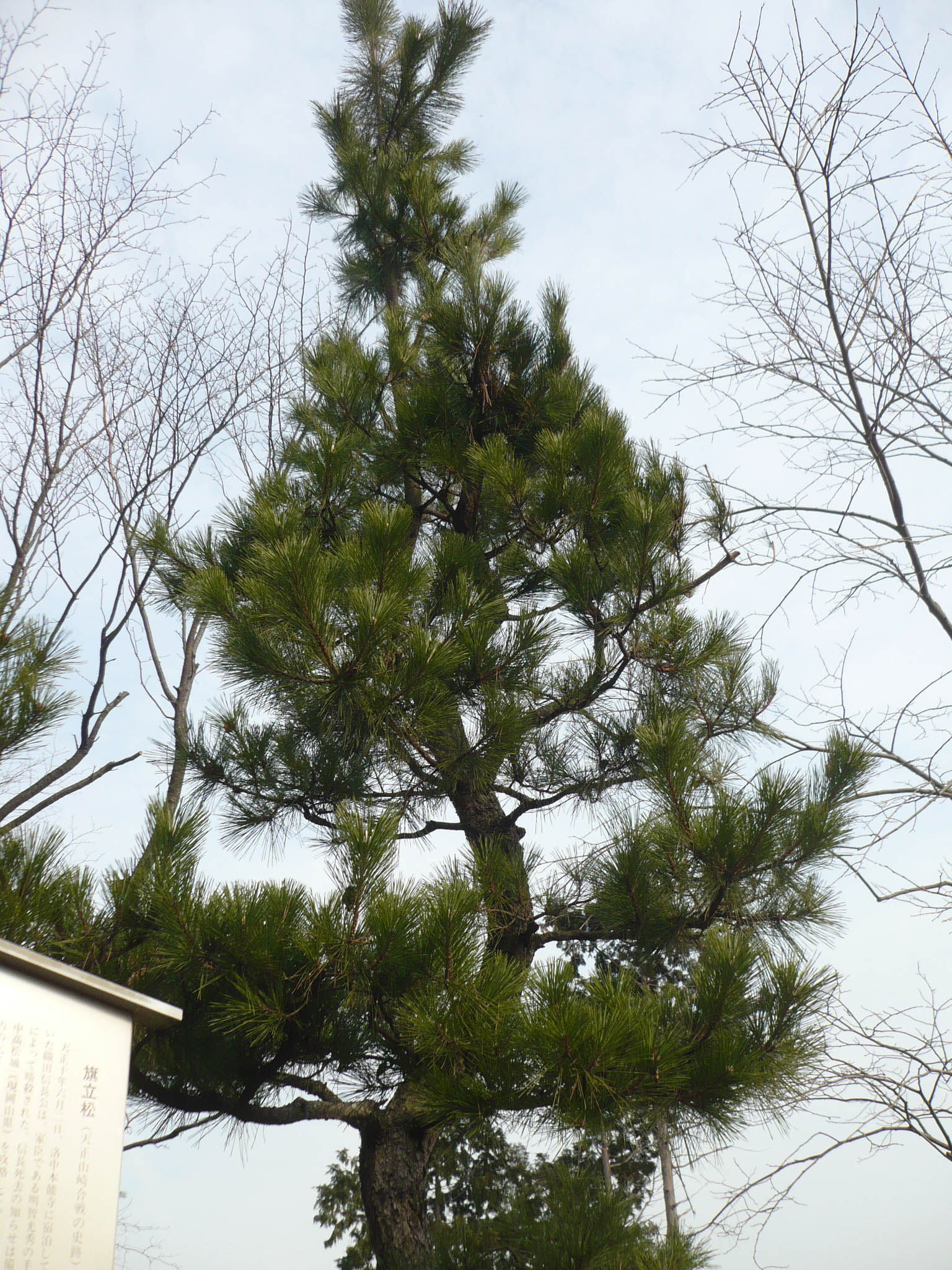 旗立松 山崎古戦場 山崎の戦いの舞台