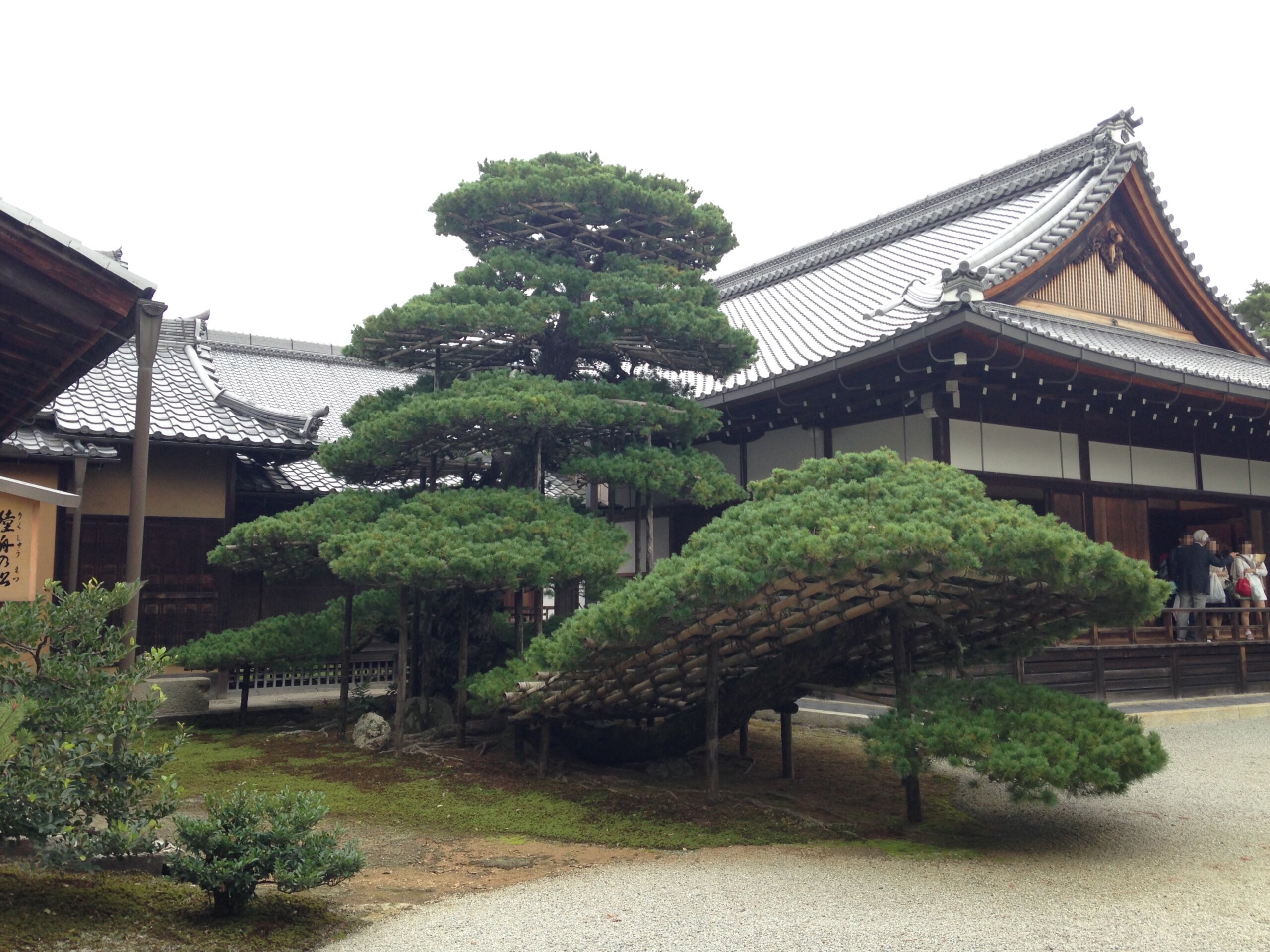 陸舟の松(鹿苑寺)