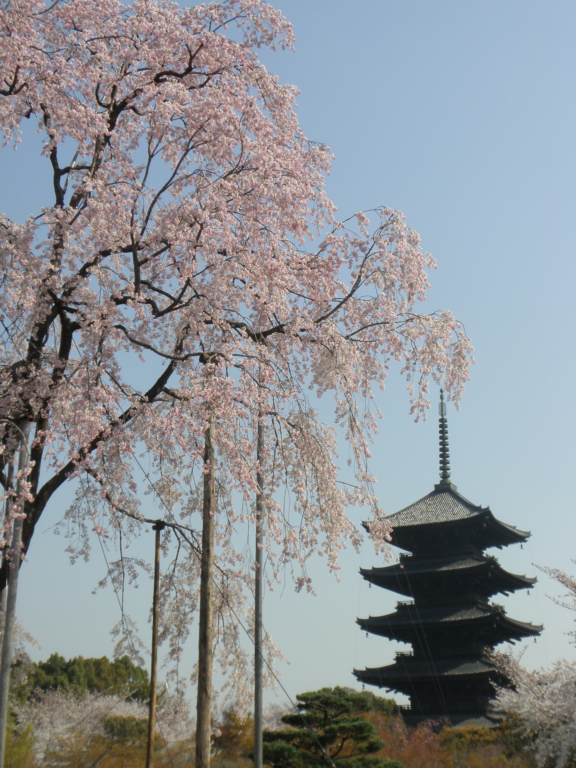 東寺の夜桜ライトアップ