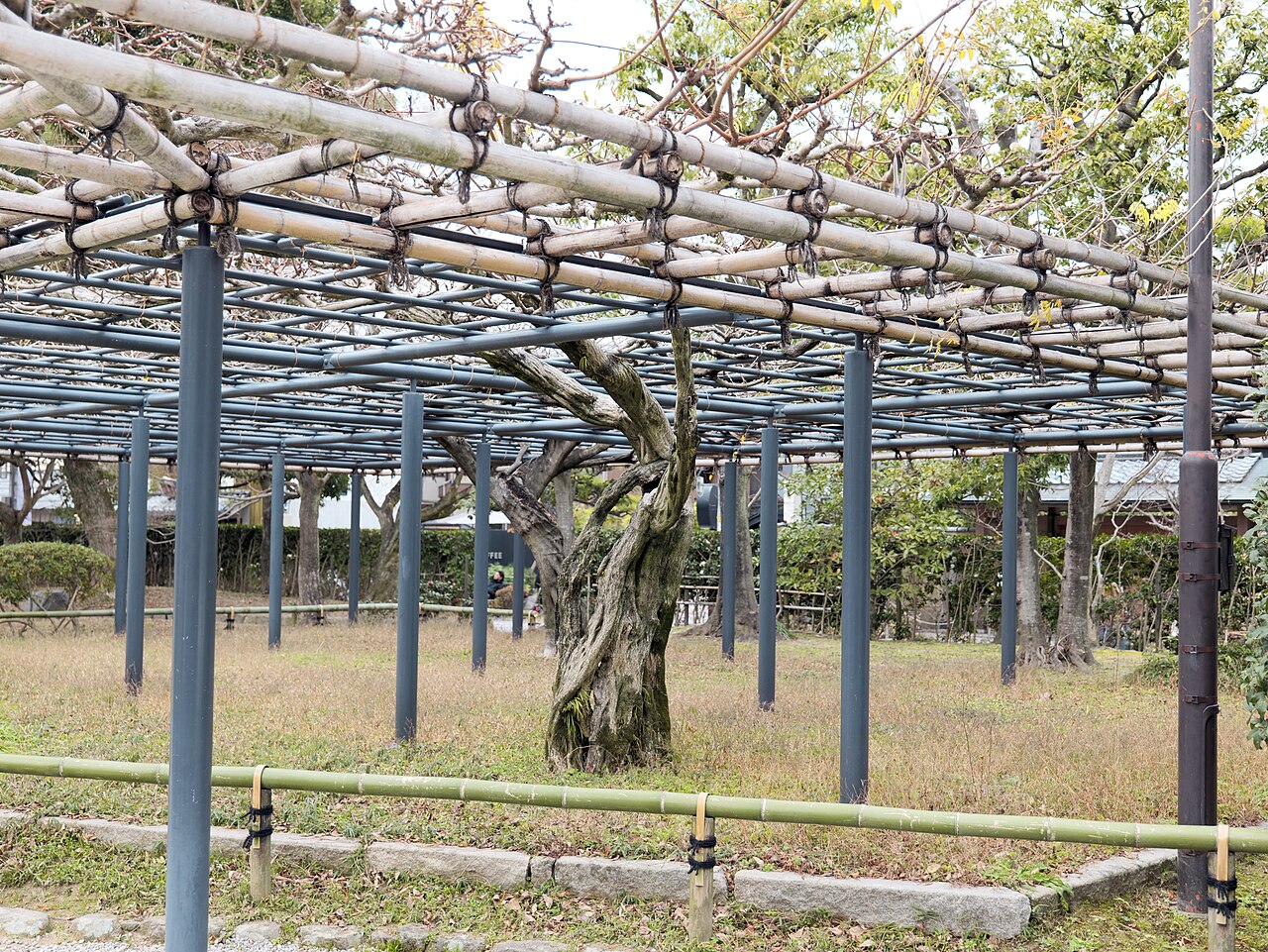 平等院の藤棚
