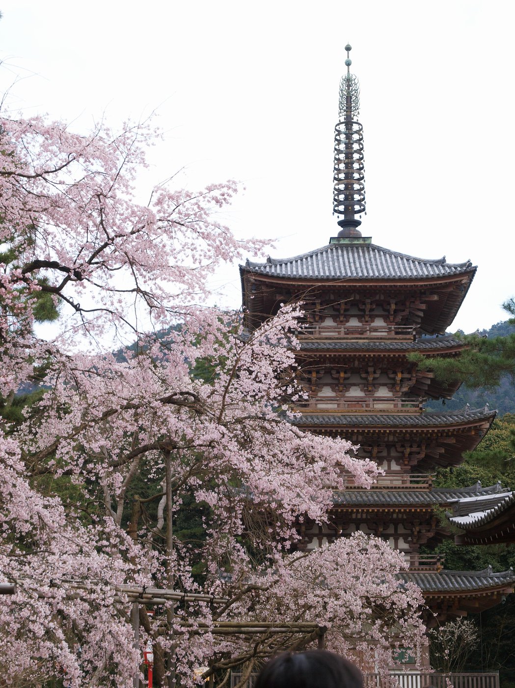 醍醐寺五重塔と桜(春)