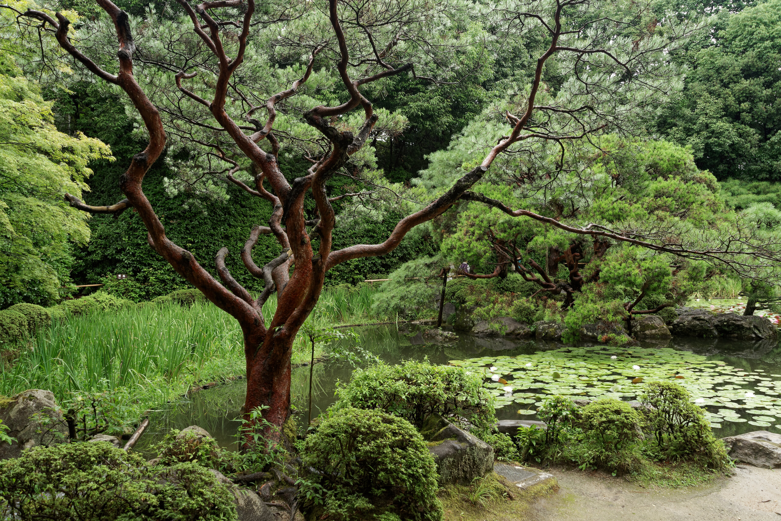 平安神宮 神苑 池泉回遊式庭園