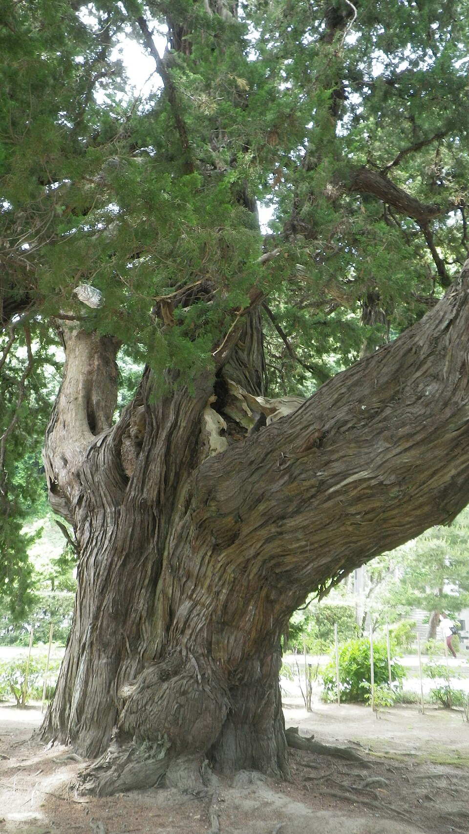 建長寺 柏槇(ビャクシン)鎌倉市天然記念物