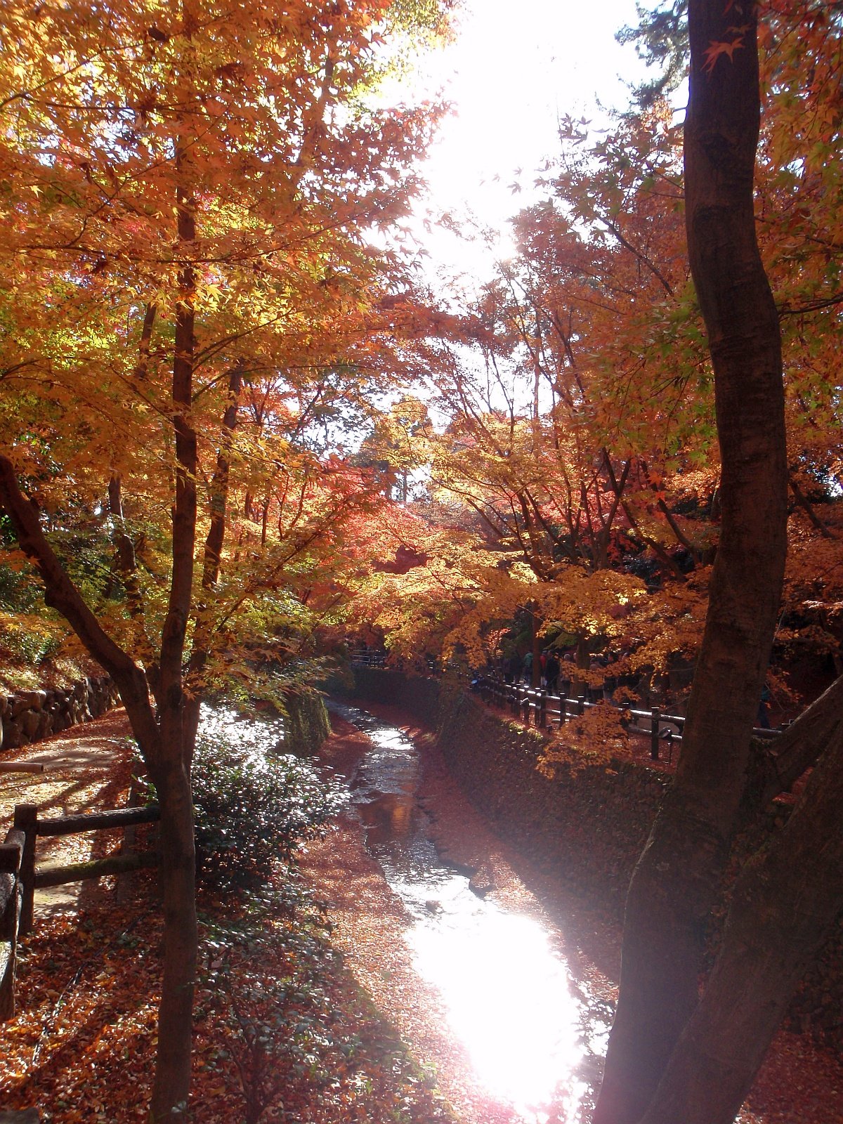 北野天満宮 もみじ苑の紅葉