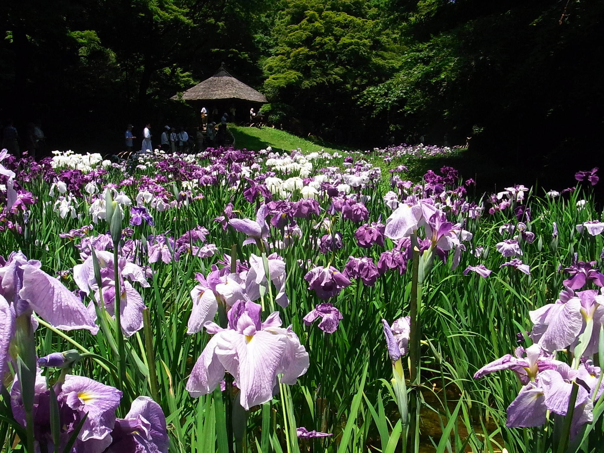 明治神宮御苑の花菖蒲田