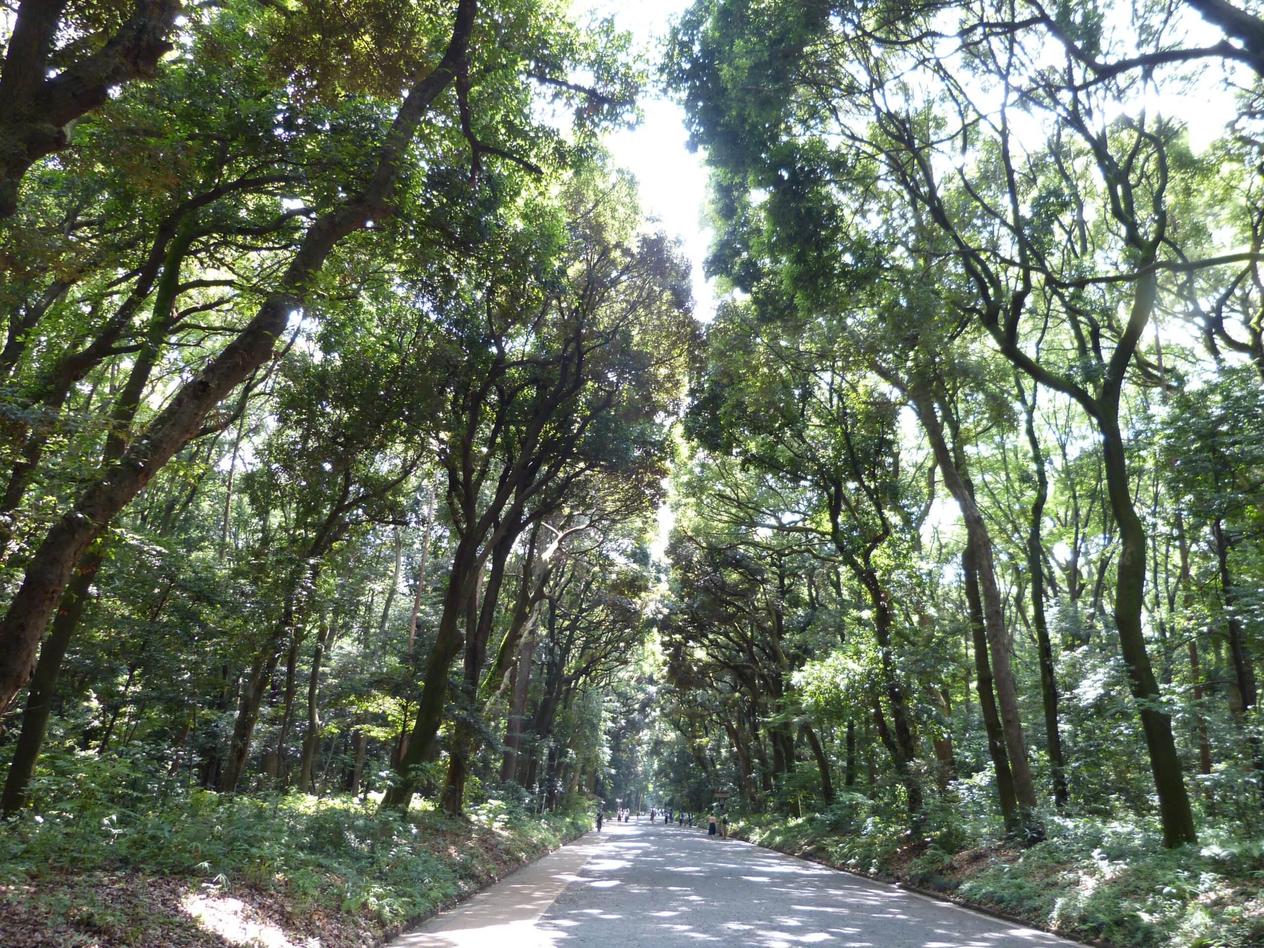 明治神宮の参道(代々木の杜)