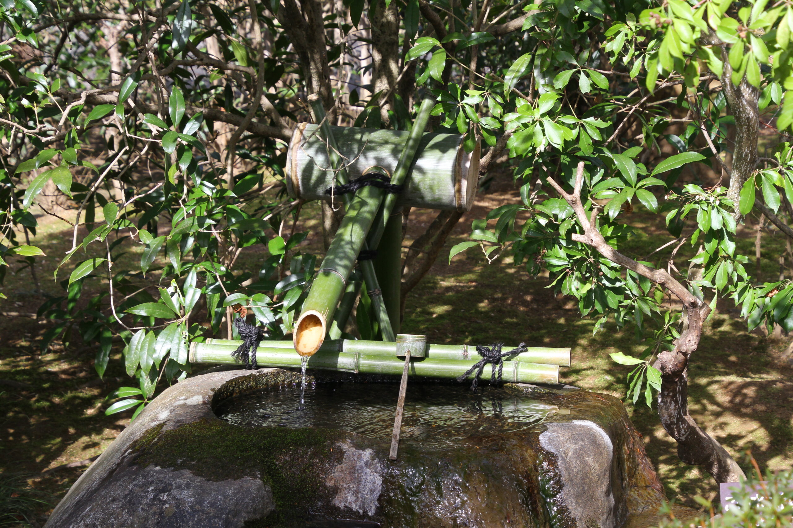龍安寺の知足のつくばい（吾唯足知）