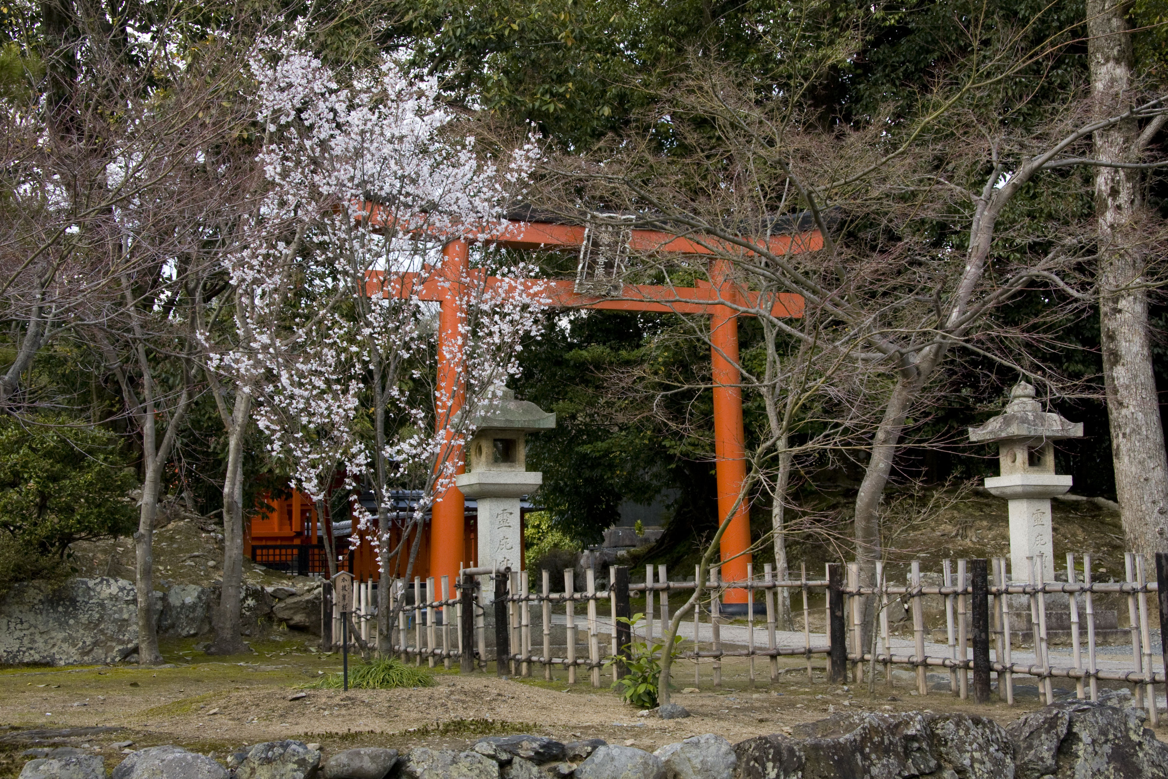 天龍寺の桜