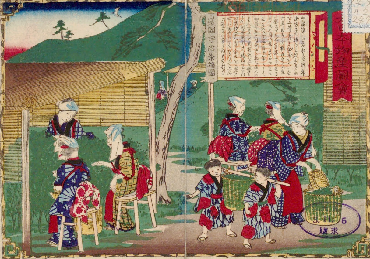 明治初期の農村の様子を描いた錦絵(大日本物産図会・宇治茶摘之図)