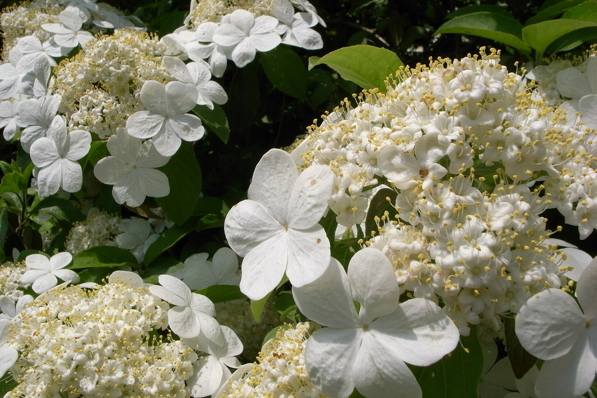 唐招提寺の瓊花