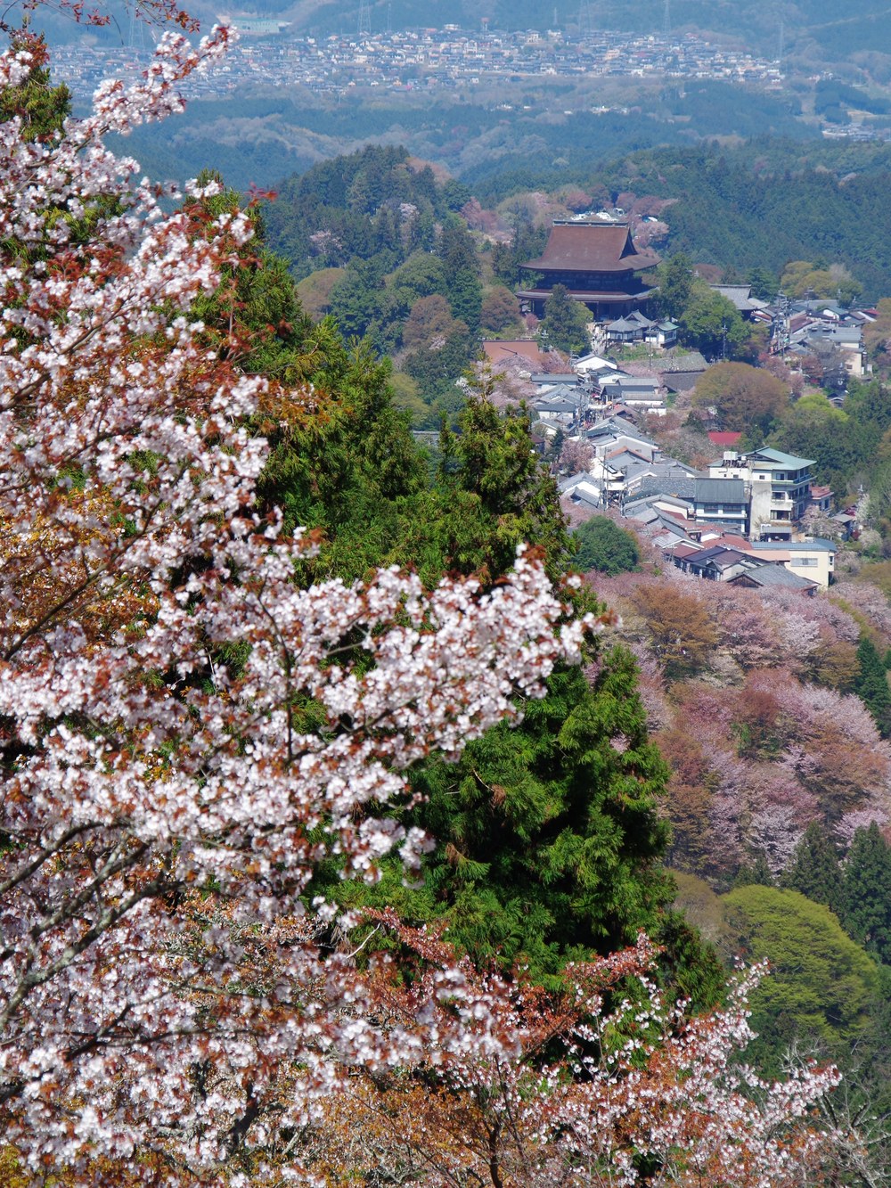 桜に包まれた吉野山と蔵王堂