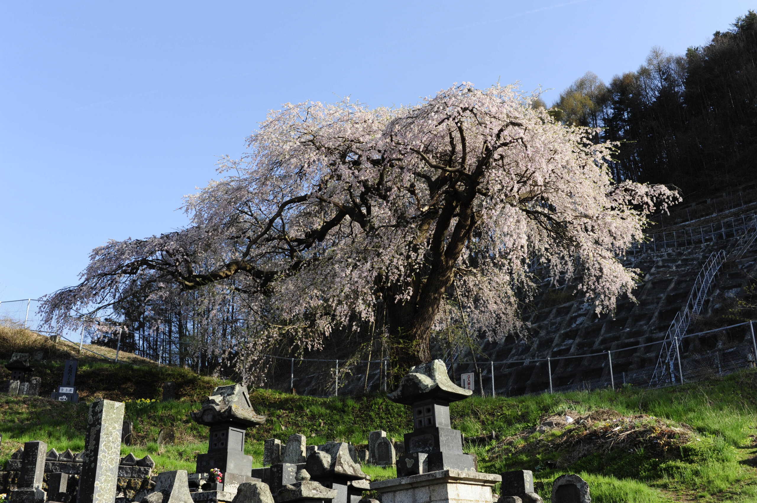 善光寺の桜と境内