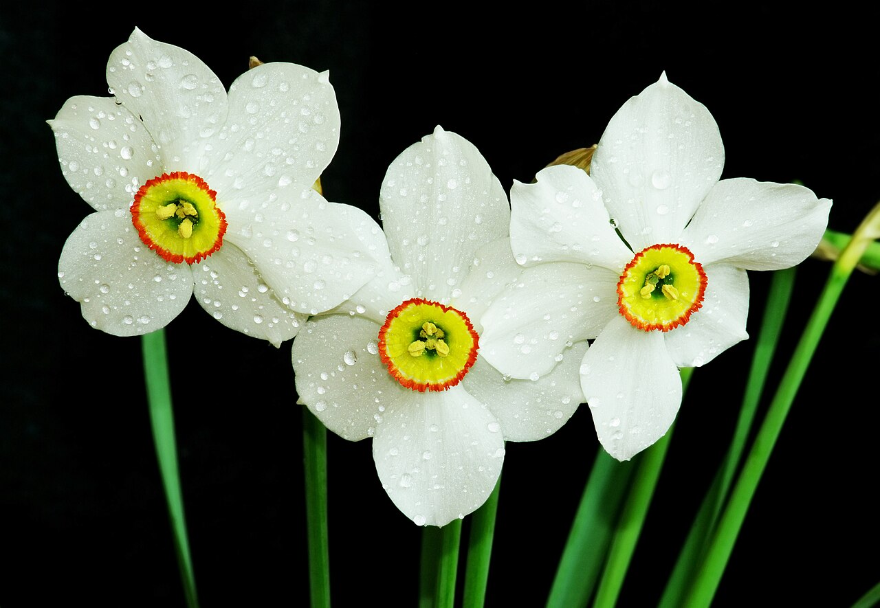 白い花びらの中心に黄色とオレンジの副花冠を持つ、クチベニスイセンの花を三輪写した写真